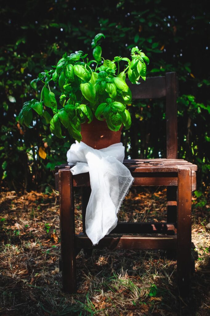 Vaso di Basilico su sedia di legno al sole in giardino