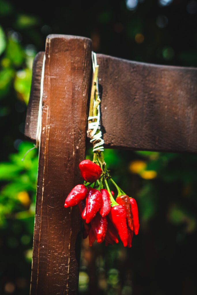 Foto di Peperoncini rossi al sole su sedia di legno