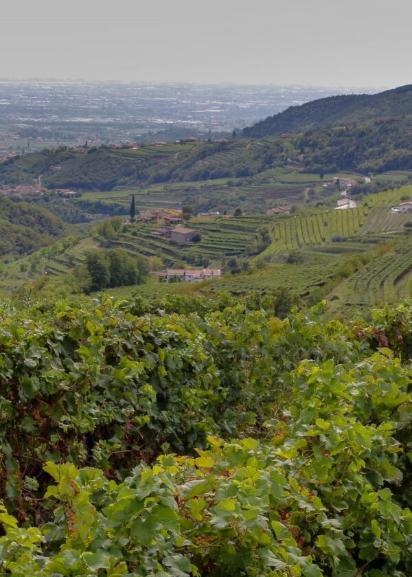 VALPOLICELLA, LA VALLE DALLE MOLTE CANTINE