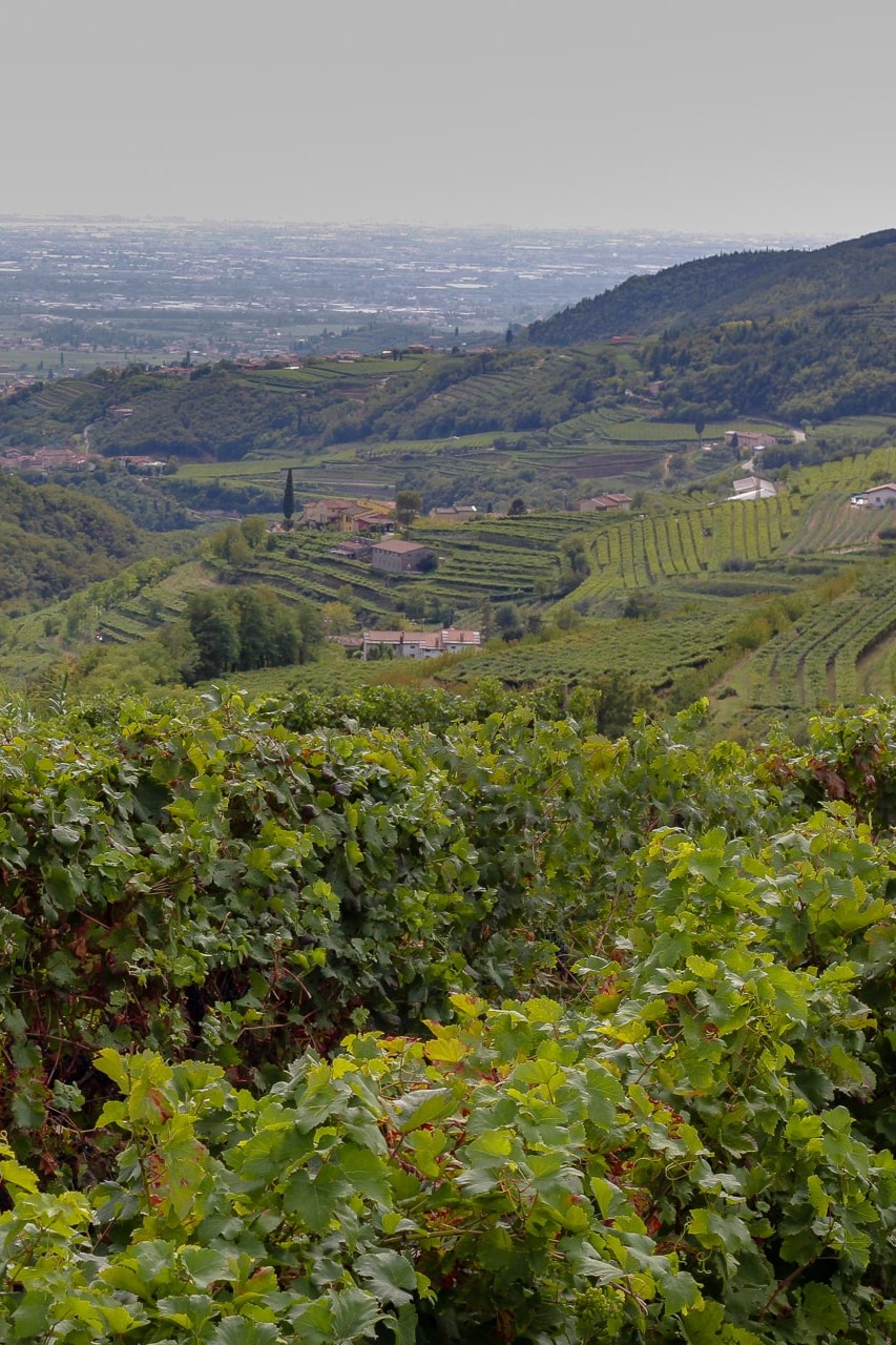 VALPOLICELLA