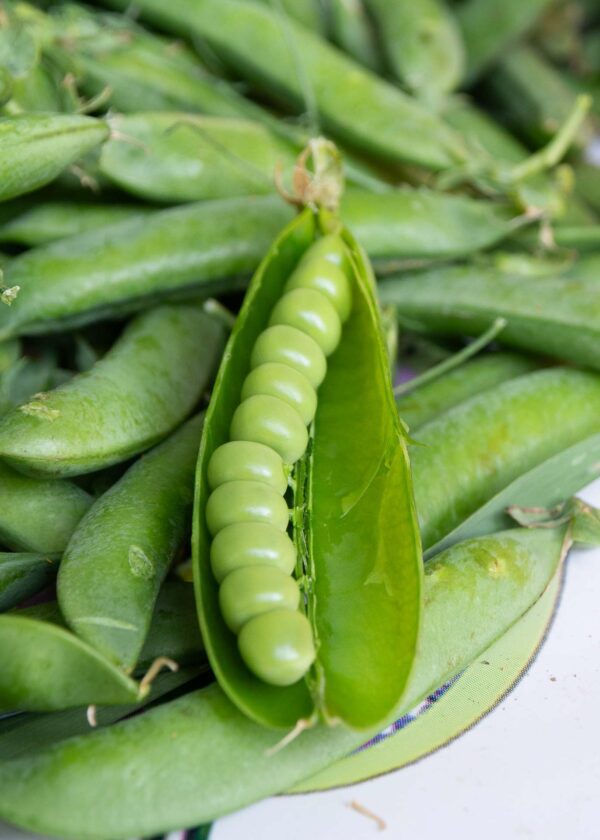 BISI DI COLOGNOLA, IL DOLCE PISELLO VERDONE NANO